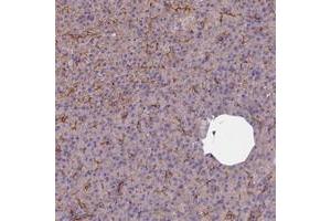 Immunohistochemical staining of human pancreas with FCHSD2 polyclonal antibody  shows moderate membranous positivity in exocrine pancreas at 1:50-1:200 dilution. (FCHSD2 Antikörper)
