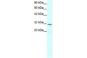 Claudin 17 antibody used at 2 ug/ml to detect target protein. (Claudin 17 Antikörper  (Middle Region))
