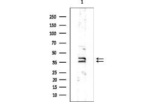 Western blot analysis of lysates from HUVEC cells, using AP1AR Mouse Monoclonal Antibody at 1/1000 dilution.