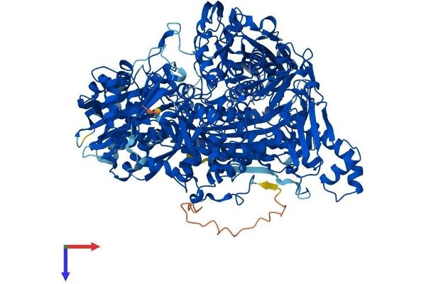 AOX1 Protein (AA 1-1333) (His tag)