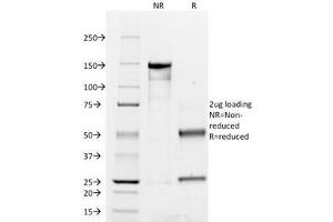 SDS-PAGE Analysis of Purified, BSA-Free CD45RO Antibody (clone UCHL-1). (CD45RO Antikörper)