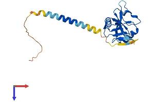 KLRF2 Protein (AA 1-207) (His tag)