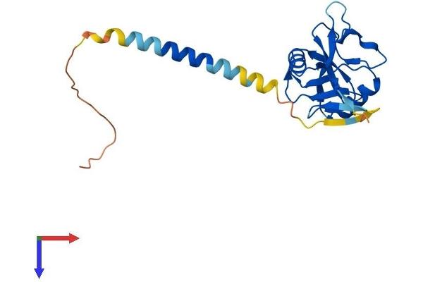 KLRF2 Protein (AA 1-207) (His tag)