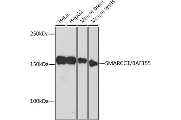 SMARCC1 Antikörper