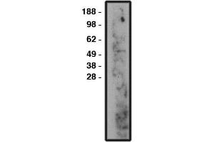 Western blot using nSMase2 antibody , used at 1:50k dilution. (SMPD3 Antikörper)