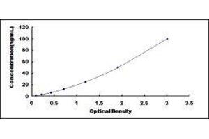 gamma-Glutamyltransferase 5 (GGT5) ELISA Kit