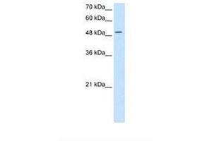 Image no. 1 for anti-Eukaryotic Translation Initiation Factor 2, Subunit 3 Gamma, 52kDa (EIF2S3) (AA 91-140) antibody (ABIN321024) (EIF2S3 Antikörper  (AA 91-140))