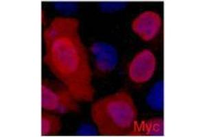 Immunofluorescence (IF) analysis of 293 cells transfected with a Myc-tag protein,1:2000 dilution (blue DAPI, red anti-Myc) (Myc Tag Antikörper)