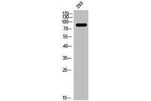 Western Blot analysis of 293 cells using Phospho-Daxx (S668) Polyclonal Antibody (DAXX Antikörper  (pSer668))