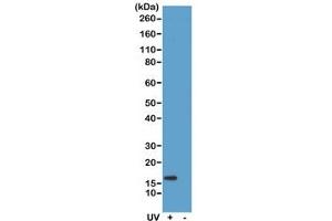 Western blot of acid extracts of HeLa cells treated or non-treated with UV, using recombinant Gamma H2AX antibody at 0. (Rekombinanter gamma H2AX Antikörper  (pSer139))
