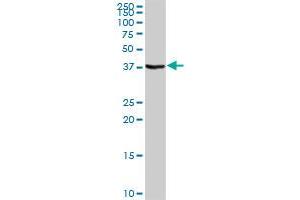 STAP1 MaxPab rabbit polyclonal antibody. (STAP1 Antikörper  (AA 1-295))