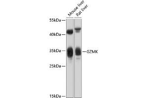 Western blot analysis of extracts of various cell lines, using GZMK antibody (ABIN6131957, ABIN6141557, ABIN6141558 and ABIN6214383) at 1:1000 dilution. (GZMK Antikörper  (AA 27-264))