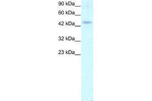 WB Suggested Anti-CALR Antibody Titration: 1. (Calreticulin Antikörper  (C-Term))