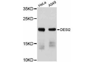 Western blot analysis of extracts of various cell lines, using DESI2 antibody (ABIN5997578) at 1/1000 dilution. (PPPDE1 Antikörper)