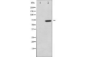 Western blot analysis of MAP3K7 phosphorylation expression in NIH-3T3 whole cell lysates,The lane on the left is treated with the antigen-specific peptide. (MAP3K7 Antikörper  (pThr187))