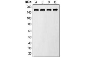 Western blot analysis of AS160 (pT642) expression in LO2 insulin-treated (A), Raw264.