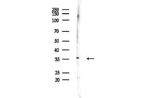 anti-OR2A5/2A14 (C-Term) antibody
