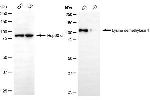 Western blotting analysis using lysine demethylase 1 antibody (ABIN7800950). (Rekombinanter Lysine Demethylase 1 Antikörper)