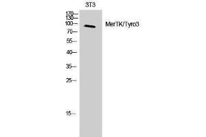 Western Blotting (WB) image for anti-MerTK/Tyro3 (MerTK/Tyro3) (Ser118) antibody (ABIN3180726) (MerTK/Tyro3 Antikörper  (Ser118))