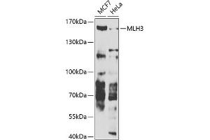 Western blot analysis of extracts of various cell lines, using MLH3 antibody (ABIN6132351, ABIN6143878, ABIN6143879 and ABIN6223752) at 1:1000 dilution. (MLH3 Antikörper  (AA 1180-1429))