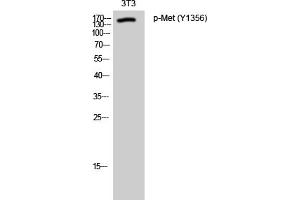 Western Blotting (WB) image for anti-Met Proto-Oncogene (MET) (pTyr1356) antibody (ABIN5962504) (c-MET Antikörper  (pTyr1356))