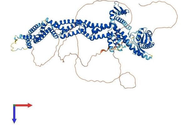 Cullin 4B Protein (CUL4B) (AA 1-970) (His tag)