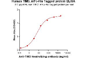 ELISA plate pre-coated by 2 μg/mL (100 μL/well) Human TIM3, mFc-His tagged protein (ABIN6961103) can bind Anti-TIM3 Neutralizing antibody in a linear range of 0. (TIM3 Protein (mFc-His Tag))