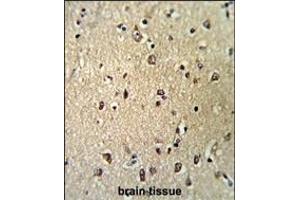 Formalin-fixed and paraffin-embedded human brain tissue reacted with KPNB1 Antibody (N-term), which was peroxidase-conjugated to the secondary antibody, followed by DAB staining.