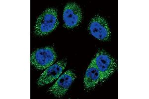 Confocal immunofluorescent analysis of POSTN Antibody (C-term) (ABIN655902 and ABIN2845302) with  cell followed by Alexa Fluor 488-conjugated goat anti-rabbit lgG (green). (Periostin Antikörper  (C-Term))