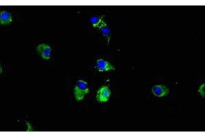 Immunofluorescent analysis of Hela cells using ABIN7149340 at dilution of 1:100 and Alexa Fluor 488-congugated AffiniPure Goat Anti-Rabbit IgG(H+L) (CPEB2 Antikörper  (AA 167-308))