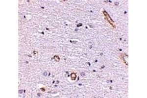 Immunohistochemistry (IHC) image for anti-Syntaphilin (SNPH) (Middle Region) antibody (ABIN1031114) (Syntaphilin Antikörper  (Middle Region))