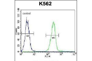 Flow cytometric analysis of K562 cells (right histogram) compared to a negative control cell (left histogram). (AARS2 Antikörper  (AA 366-394))