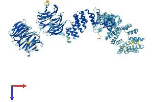 WDR19 Protein (AA 1-1342) (His tag)