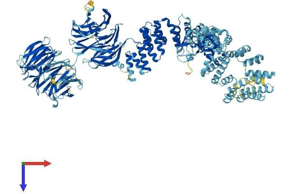 WDR19 Protein (AA 1-1342) (His tag)