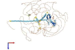ACIN1 Protein (AA 1-1338) (His tag)