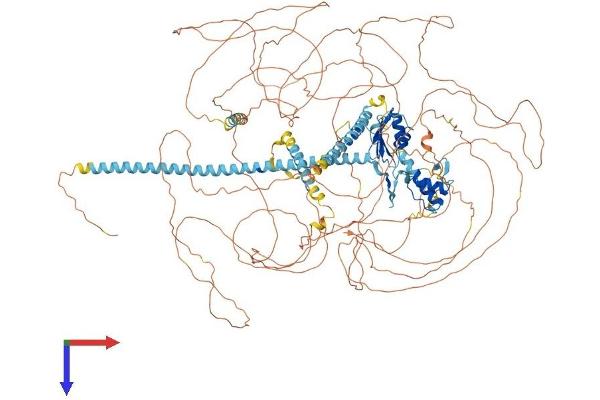 ACIN1 Protein (AA 1-1338) (His tag)
