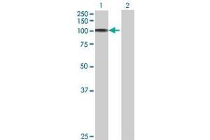 Lane 1: HYOU1 transfected lysate ( 74.