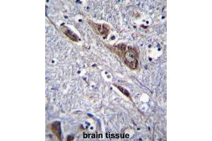 ELAVL2 Antibody (Center) immunohistochemistry analysis in formalin fixed and paraffin embedded human brain tissue followed by peroxidase conjugation of the secondary antibody and DAB staining. (ELAVL2 Antikörper  (Middle Region))