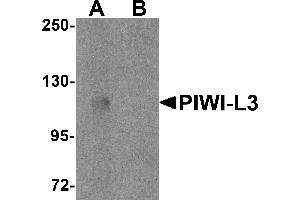 Western blot analysis of PIWI-L3 in 3T3 cell lysate with PIWI-L3 antibody at 1 µg/mL in (A) the absence and (B) the presence of blocking peptide. (PIWIL3 Antikörper  (N-Term))