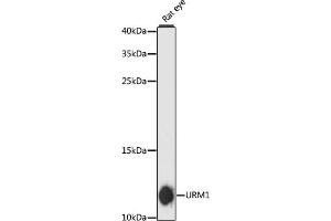 Western blot analysis of extracts of rat eye, using URM1 antibody (ABIN6130755, ABIN6149975, ABIN6149976 and ABIN6217945) at 1:3000 dilution. (Urm1 Antikörper  (AA 1-63))