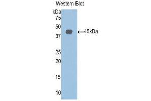 Western Blotting (WB) image for anti-Sirtuin 6 (SIRT6) (AA 35-274) antibody (ABIN1078533) (SIRT6 Antikörper  (AA 35-274))
