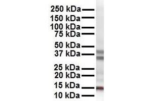 WB Suggested Anti-CITED2 antibody Titration: 1 ug/mL Sample Type: Human HepG2 (CITED2 Antikörper  (N-Term))