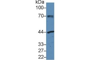 Western Blot; Sample: Human MCF7 cell lysate; Primary Ab: 3µg/ml Rabbit Anti-Mouse NAGa Antibody Second Ab: 0.