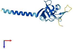 IMMP1L Protein (AA 1-166) (His tag)