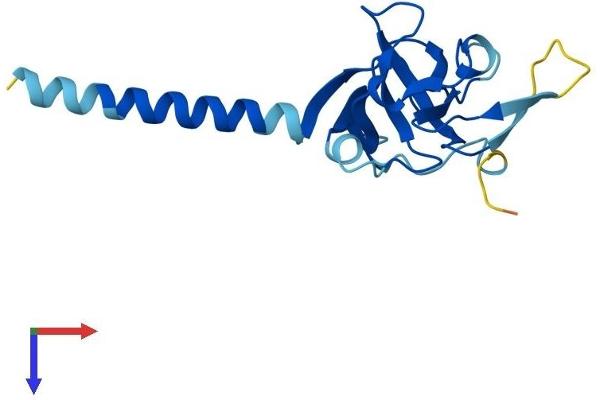 IMMP1L Protein (AA 1-166) (His tag)