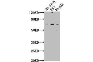 Western Blot Positive WB detected in: SH-SY5Y whole cell lysate, 293 whole cell lysate, HepG2 whole cell lysate All lanes: HSPA12A antibody at 1:1000 Secondary Goat polyclonal to rabbit IgG at 1/50000 dilution Predicted band size: 75 kDa Observed band size: 75 kDa (HSPA12A Antikörper  (AA 2-231))