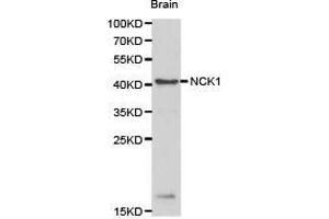 Western Blotting (WB) image for anti-NCK Adaptor Protein 1 (NCK1) antibody (ABIN1873840) (NCK1 Antikörper)
