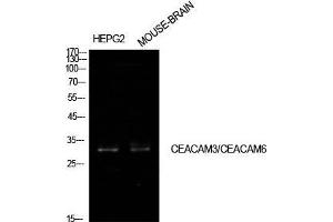 Western Blot (WB) analysis of HepG2, Mouse Brain cells using CD66c/d Polyclonal Antibody. (CEACAM3/6 Antikörper  (Internal Region))
