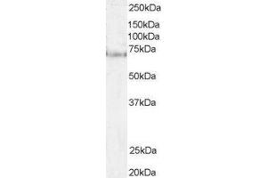 ABIN2564481 (1µg/ml) staining of Hela lysate (35µg protein in RIPA buffer). (PES1 Antikörper  (N-Term))