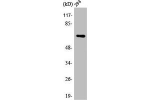 Western Blot analysis of 293 cells using ARA70 Polyclonal Antibody (NCOA4 Antikörper  (Internal Region))
